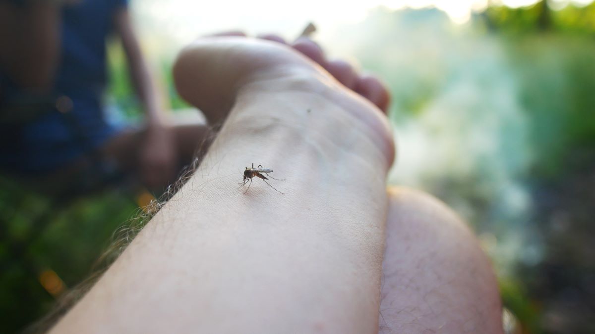Insektenstiche in Waldshut: Erste Hilfe und wirksame Vorbeug