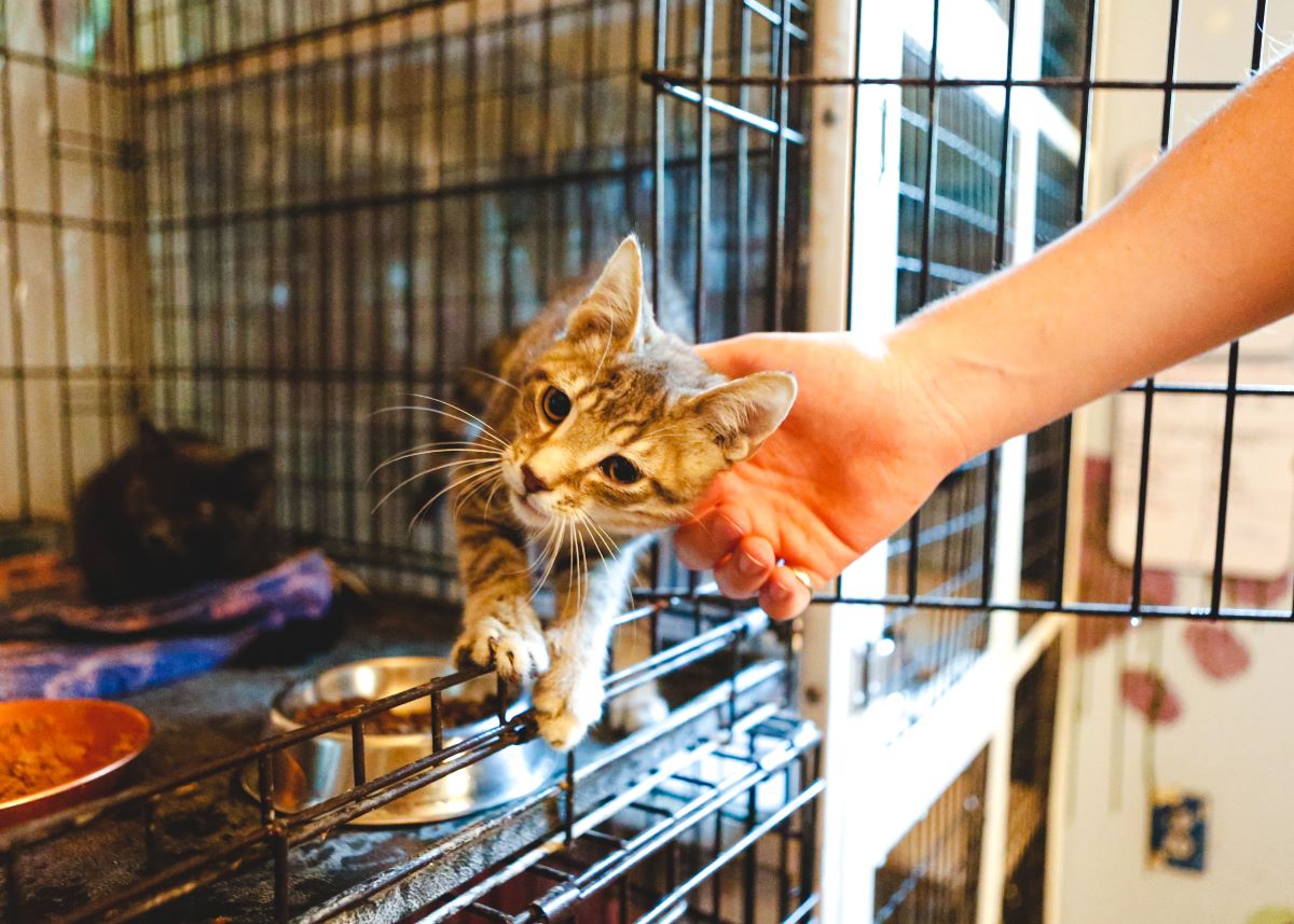 Katze mikrochippen in Waldshut – Schutz & Sicherheit