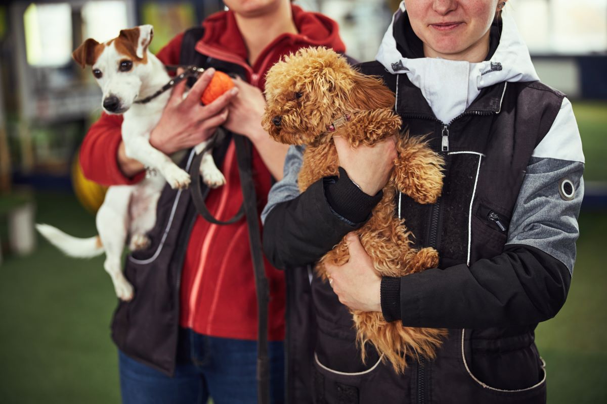 Tier adoptieren statt kaufen in Waldshut | Tierheim Guide
