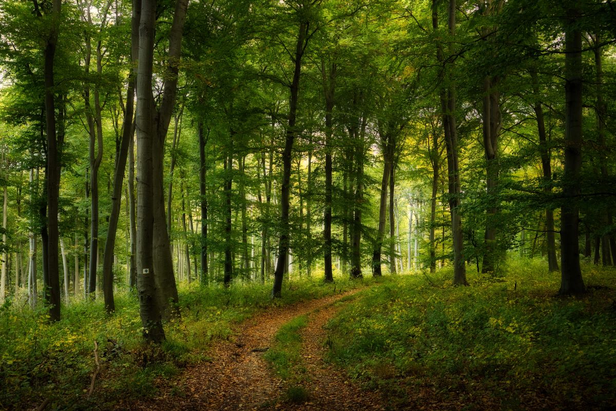 Wald-Ausflug mit Kindern in Waldshut — was ist erlaubt und w